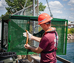 Worker wearing a hard hat, gloves, and safety gear holds a sea lamprey in front of a large green metal fish trap suspended by chains. The setting is outdoors near a body of water, with a chain-link fence and buildings visible in the background under a sunny sky.