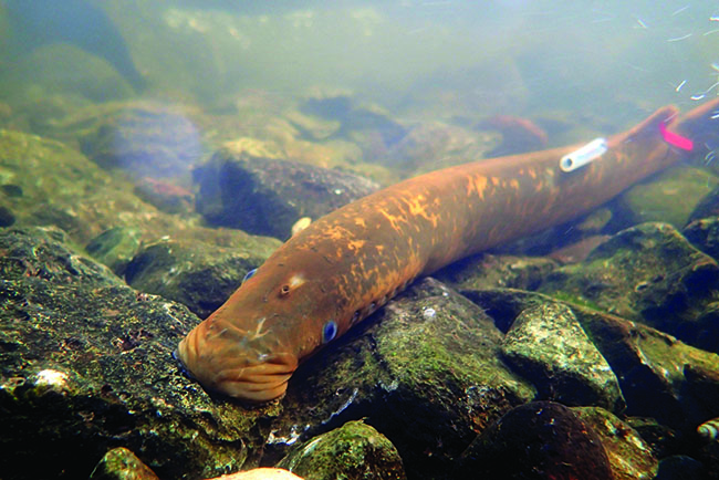 Tagged adult spawning sea lamprey attached to rocks in stream bed