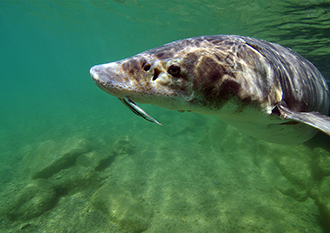 Underwater view of a large lake sturgeon swimming near the rocky bottom of a clear freshwater lake, with light reflecting off its mottled skin and barbels visible beneath its snout.