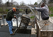 Checking Sea Lamprey Trap
